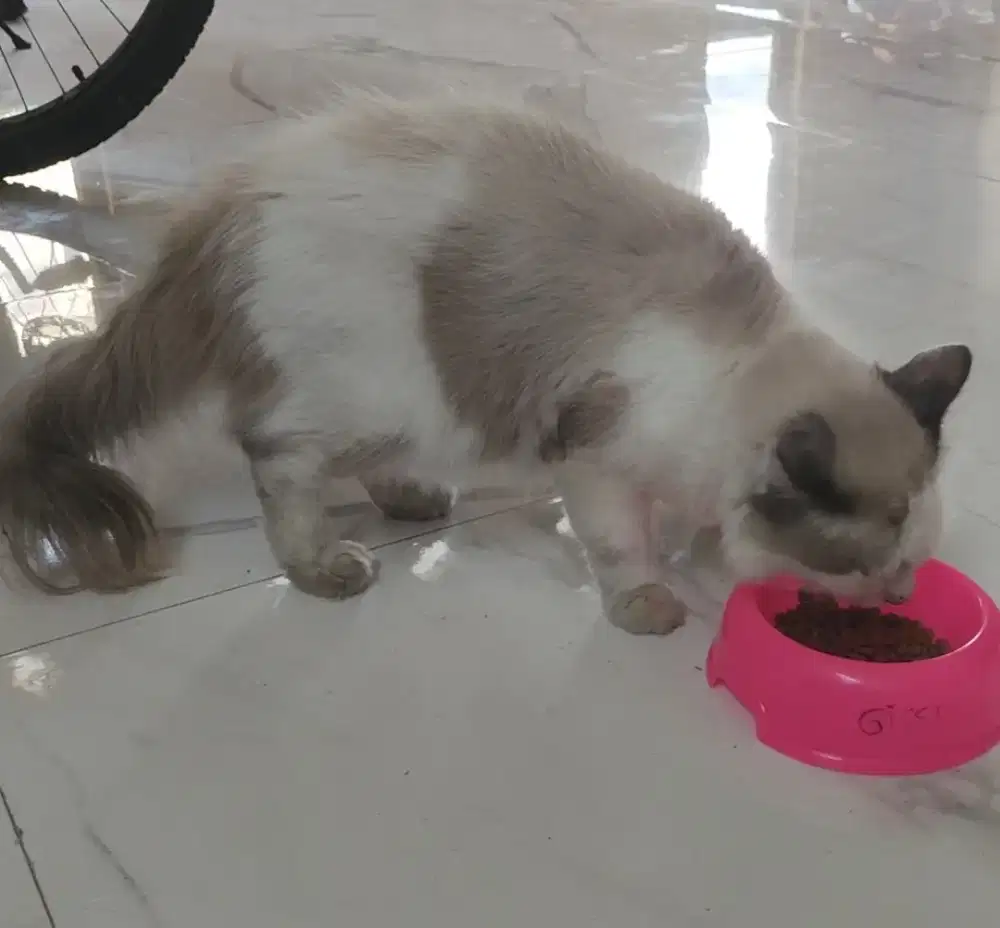 Kucing persia kitten usia 5 bulan lincah aktif jantan
