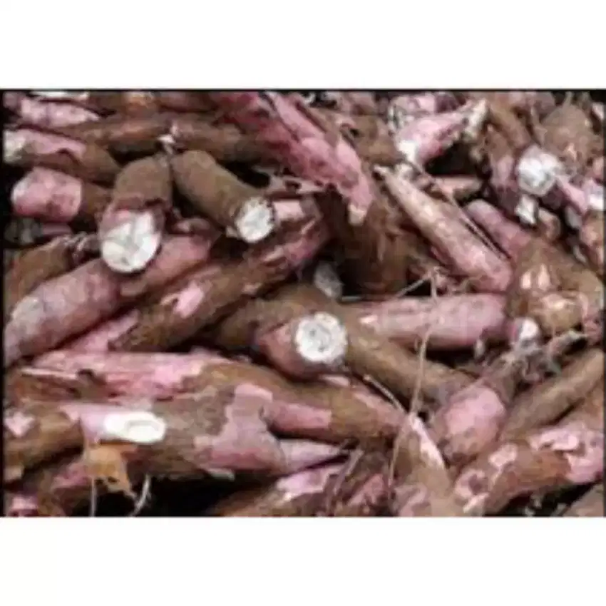 Singkong Apuy (kulit merah)