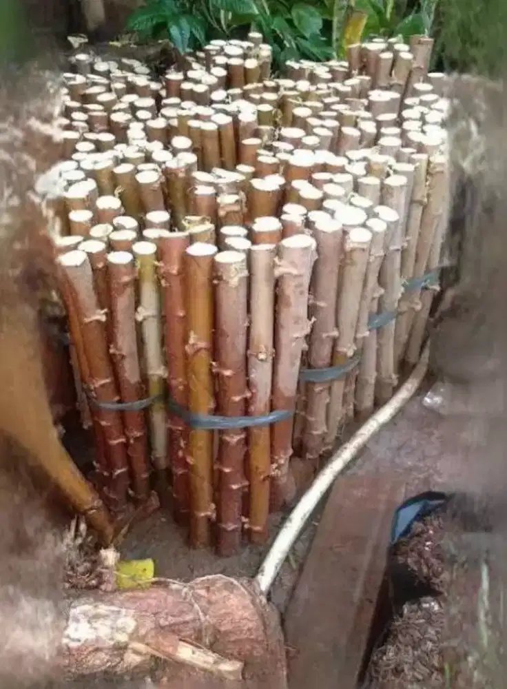 Bibit singkong Apuy , batang singkong apuy