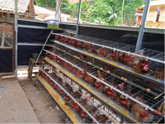 Ready Pullet Petelur Usia 13 Minggu, Bisa Pesan Ecer, Tasikmalaya