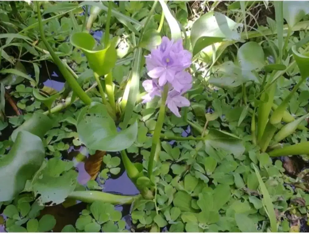 Tanaman Enceng Gondok