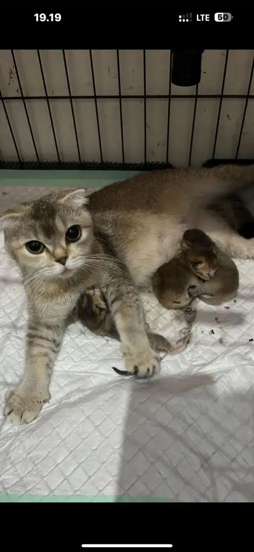 Scotish fold ped British shorthair