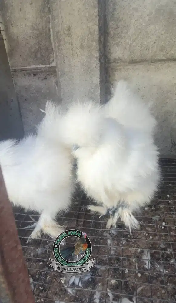 Ayam american silkie