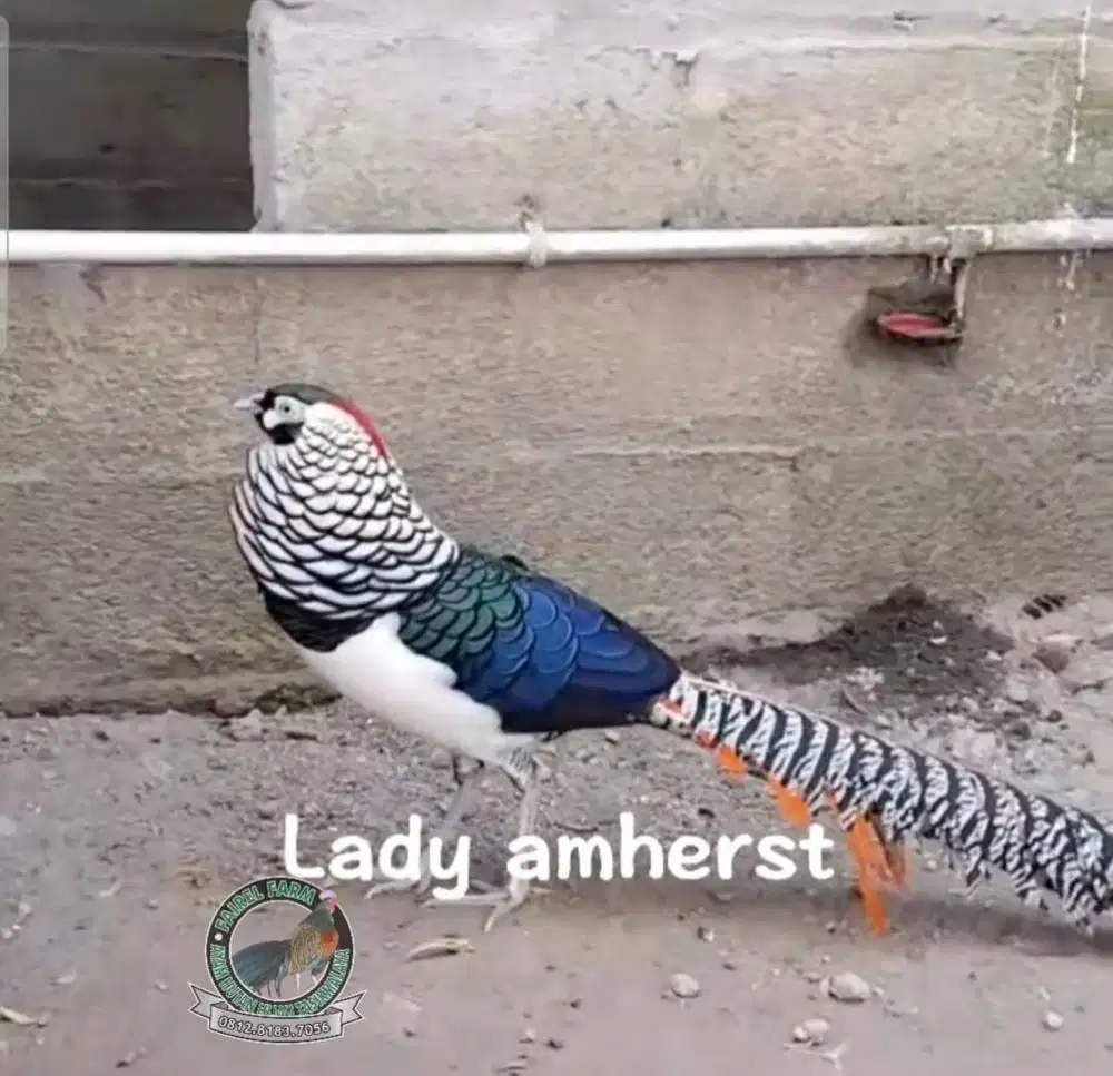 Jual ayam lady amherst pheasant sepasang remaja