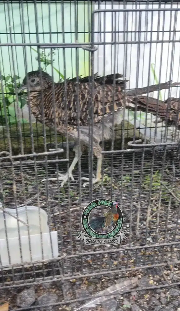 Jual ayam lady amherst pheasant sepasang remaja
