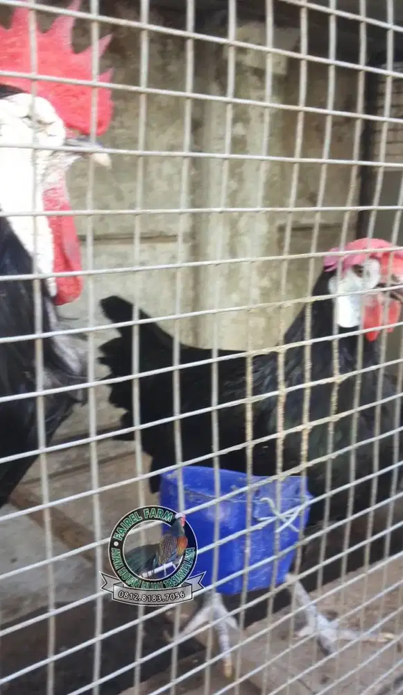 Jual ayam white face laced sepasang ayam badut