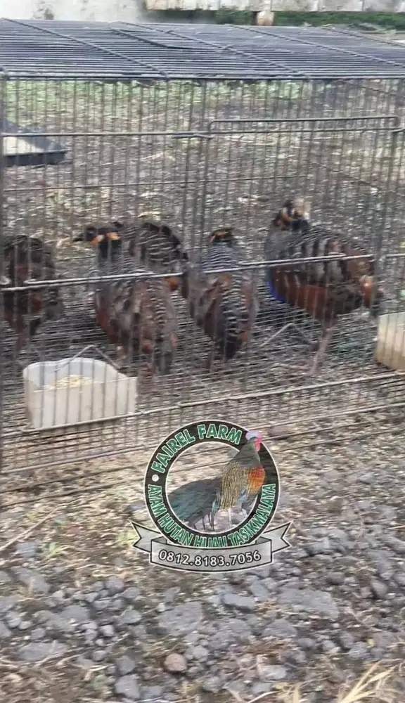 Jual puyuh gonggong puyuh hias