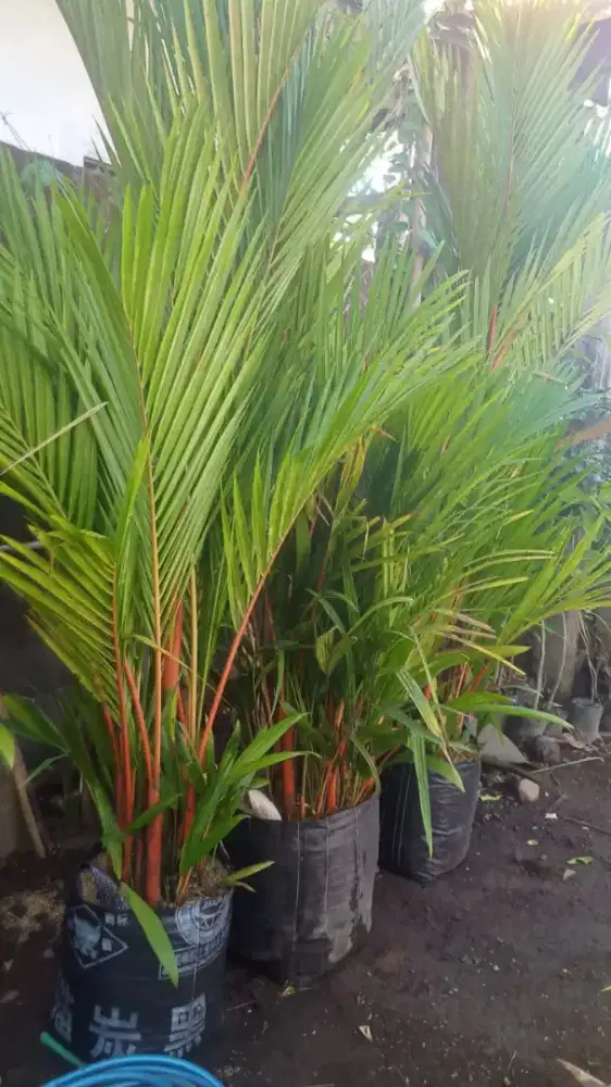 Palem merah 2meteran