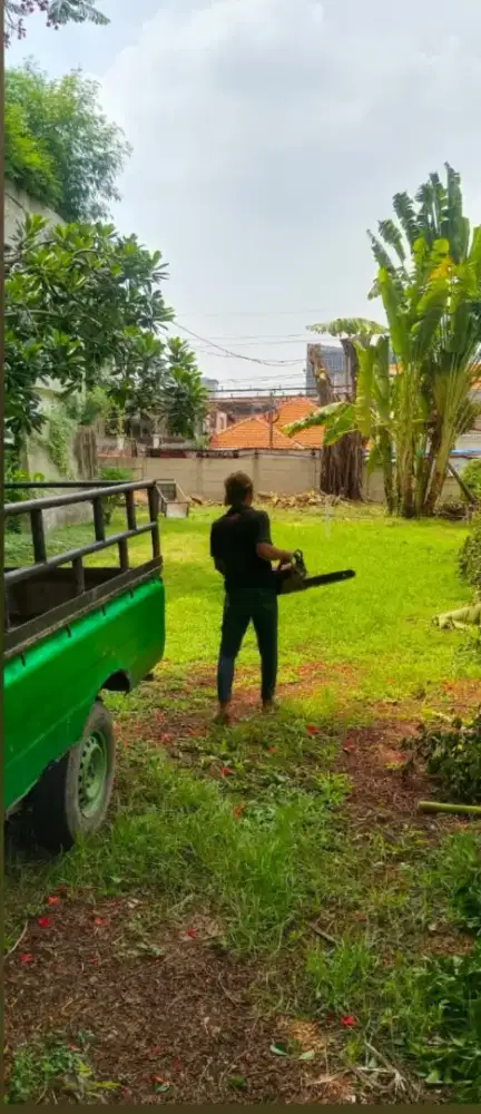 Jasa potong dan tebang pohon surabaya