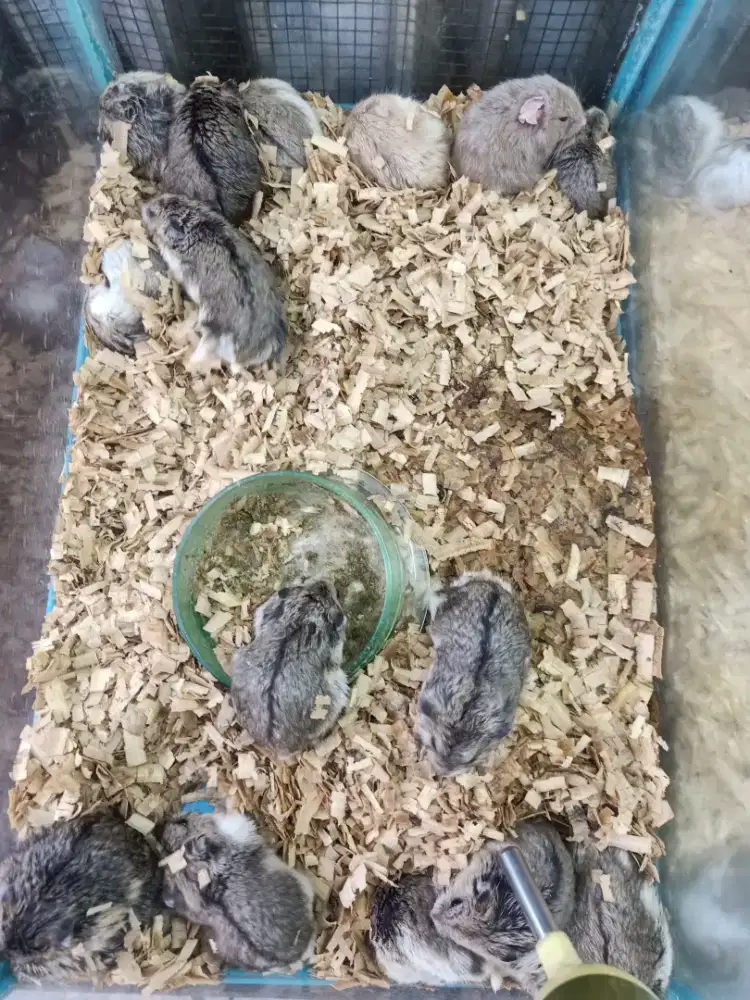 Hamster campbel polos