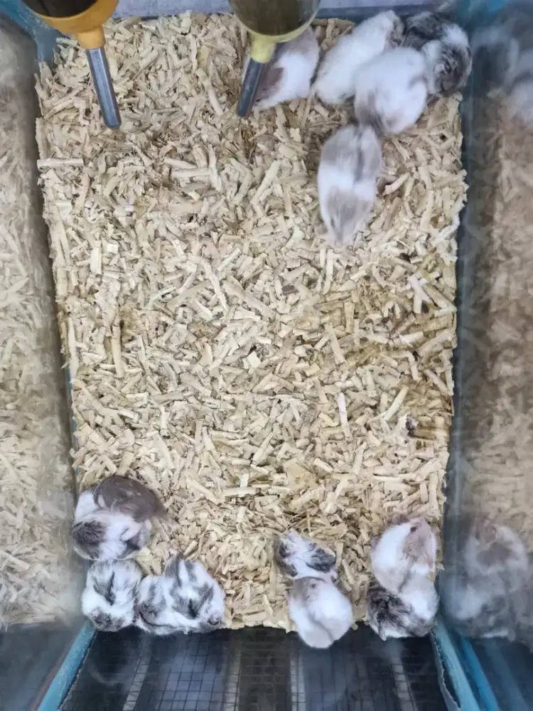 Hamster campbel dominan