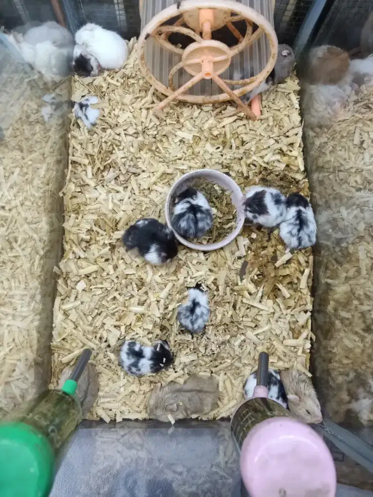 Hamster campbel panda