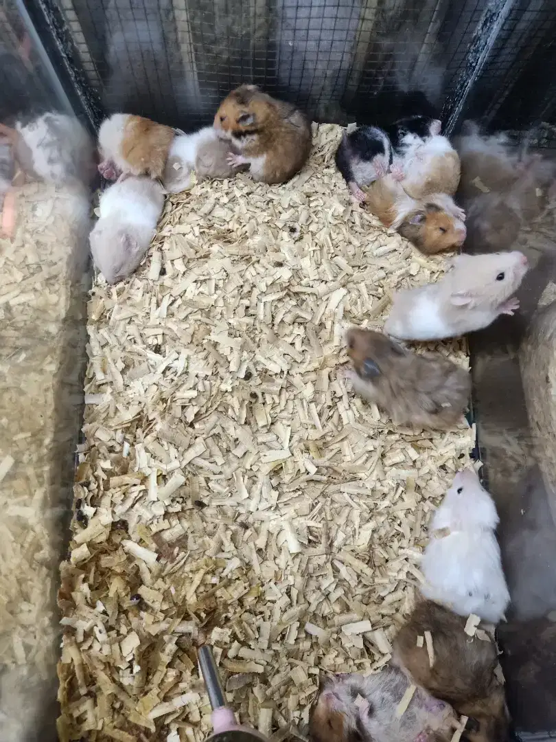 Hamster syrian 1 setengah bulan