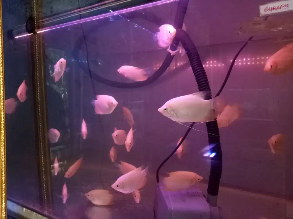 Ikan hias gurame padang