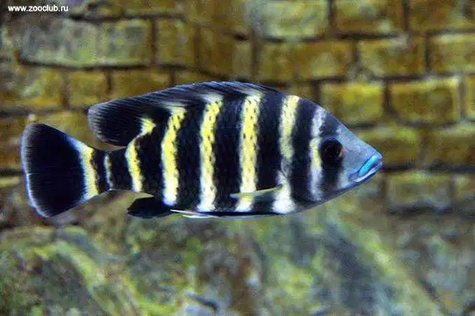 Ikan hias ninety nine ( zebra tilapia )