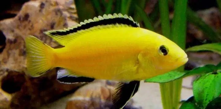 Ikan hias lemon chiclid