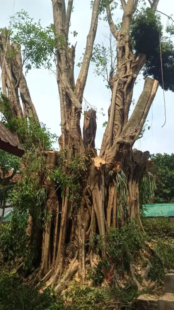 Jasa tebang pohon, potong rumput, jasa angkut