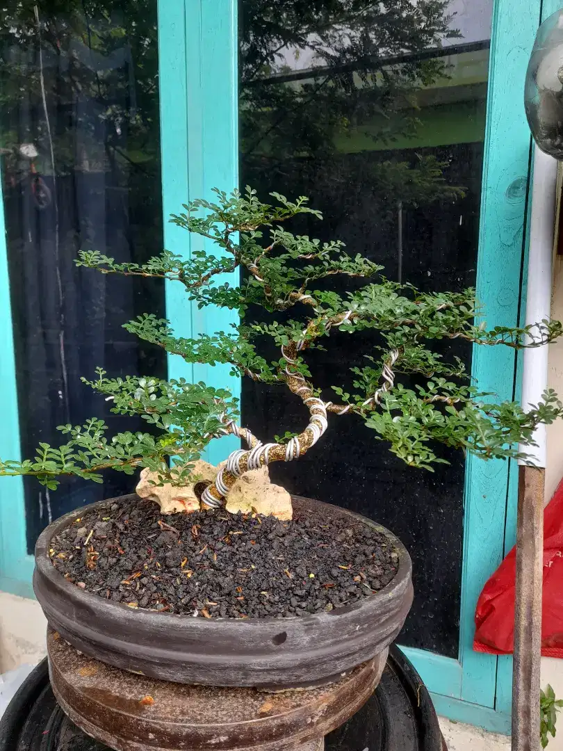 Bonsai kawista tingal lanjut siram