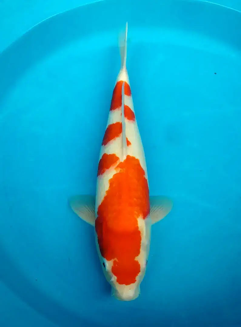 ikan koi kohaku