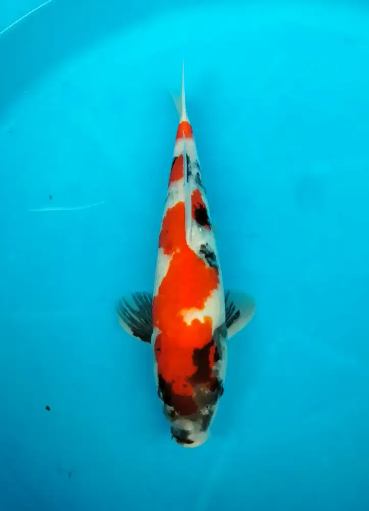 ikan koi showa sanshoku