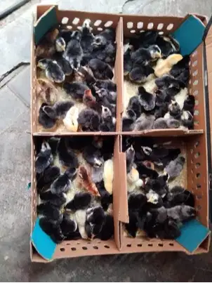 Ready Stock Bibit Ayam Kampung Unggul (KUB) Pedaging, Serang