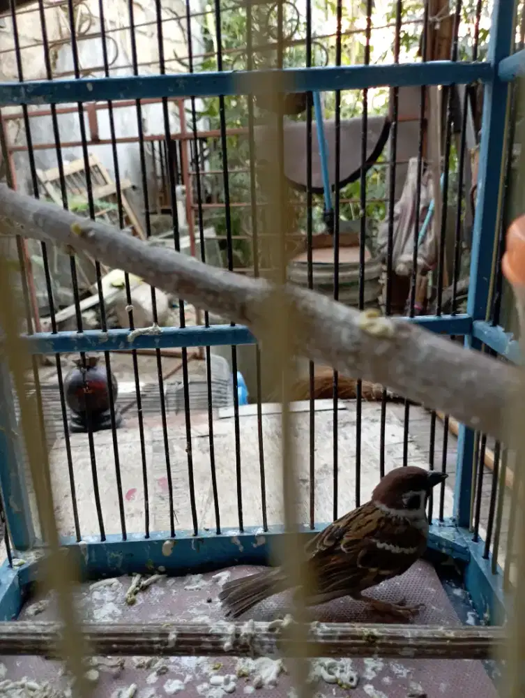 Grand master migrasi