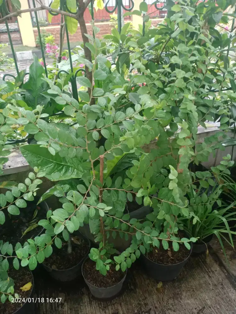 Tanaman Bidara Arab Asli, Tinggi 1m, Subur Rimbun