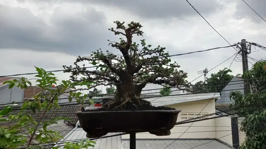 Bonsai Sancang Varigata Medium