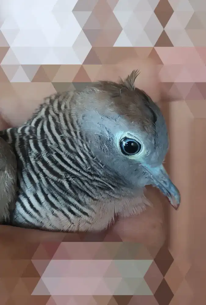 Kutut Lokal 2 Katuranggan