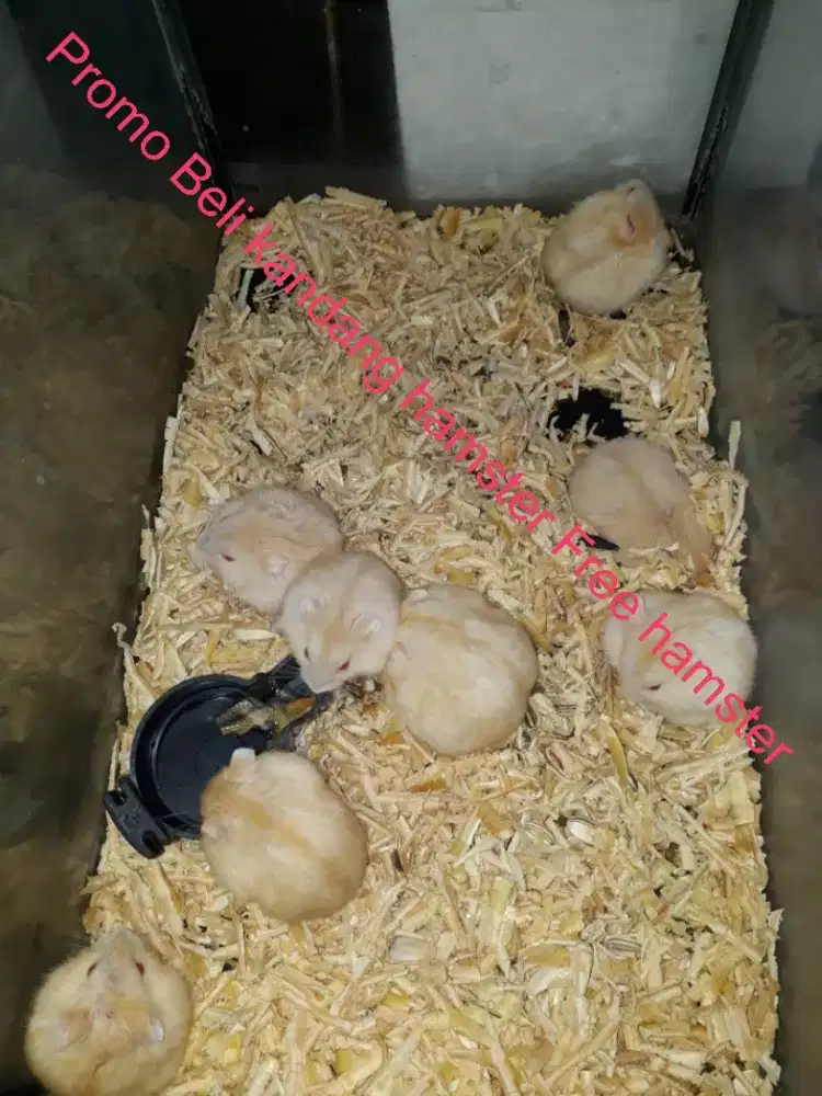 Hamster golden (kuning)