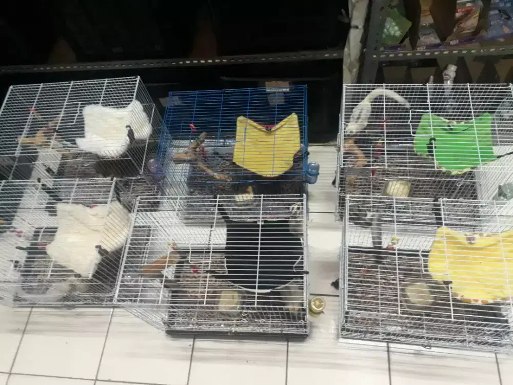 grooming sugar glider bandung