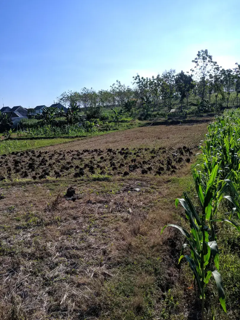 Tanah Sawah / Pekarangan Investasi Cepu - Blora