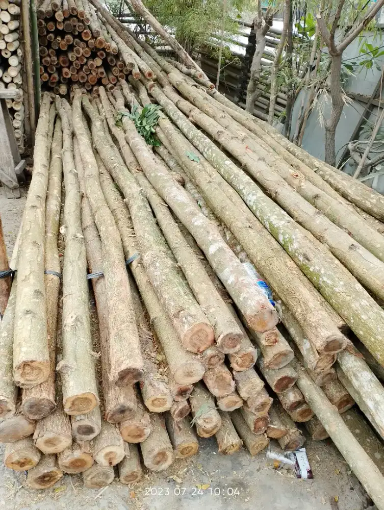 Jual bambu 6 meter