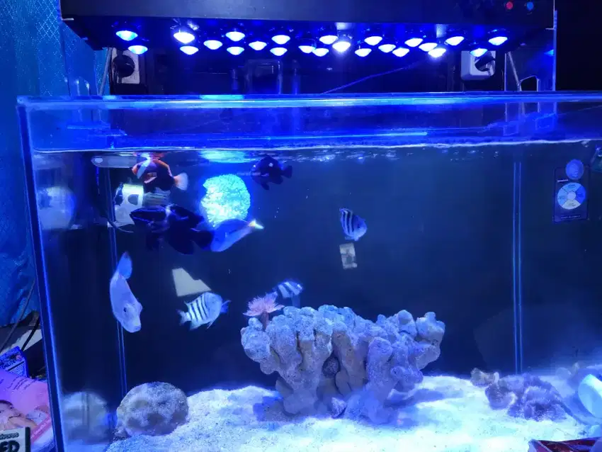 Aquarium Laut Full Set