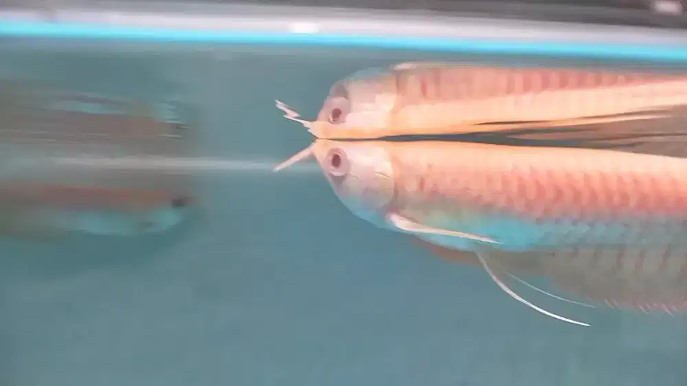 Ikan arwana silver albino mata merah spesial exotic