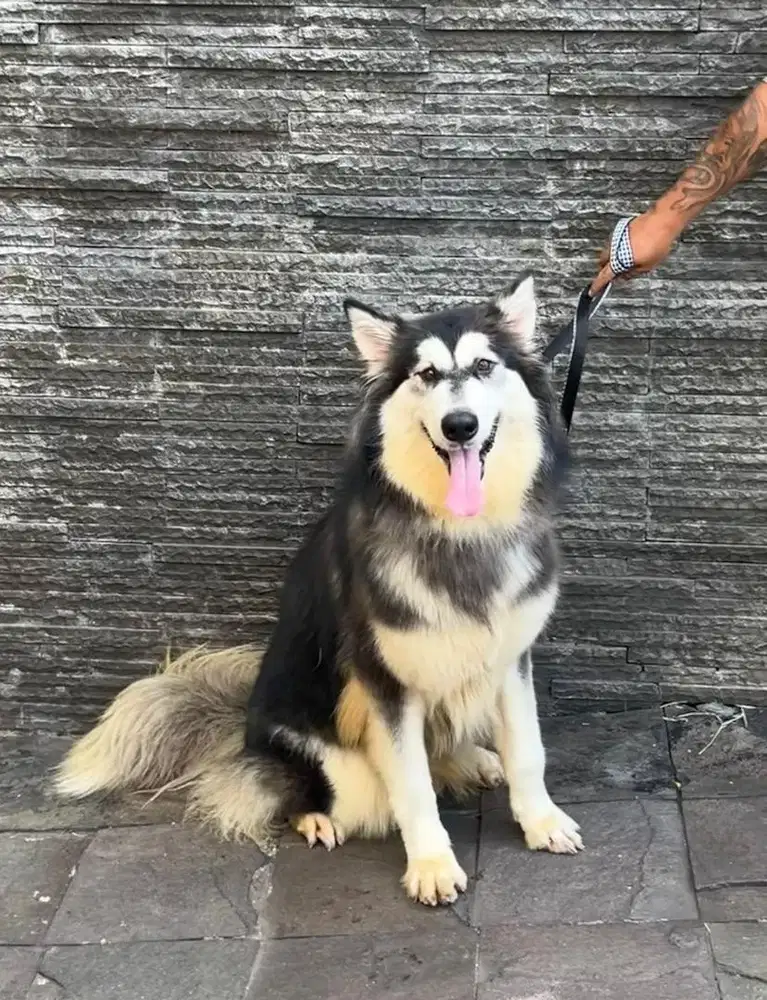 Malamute olx store