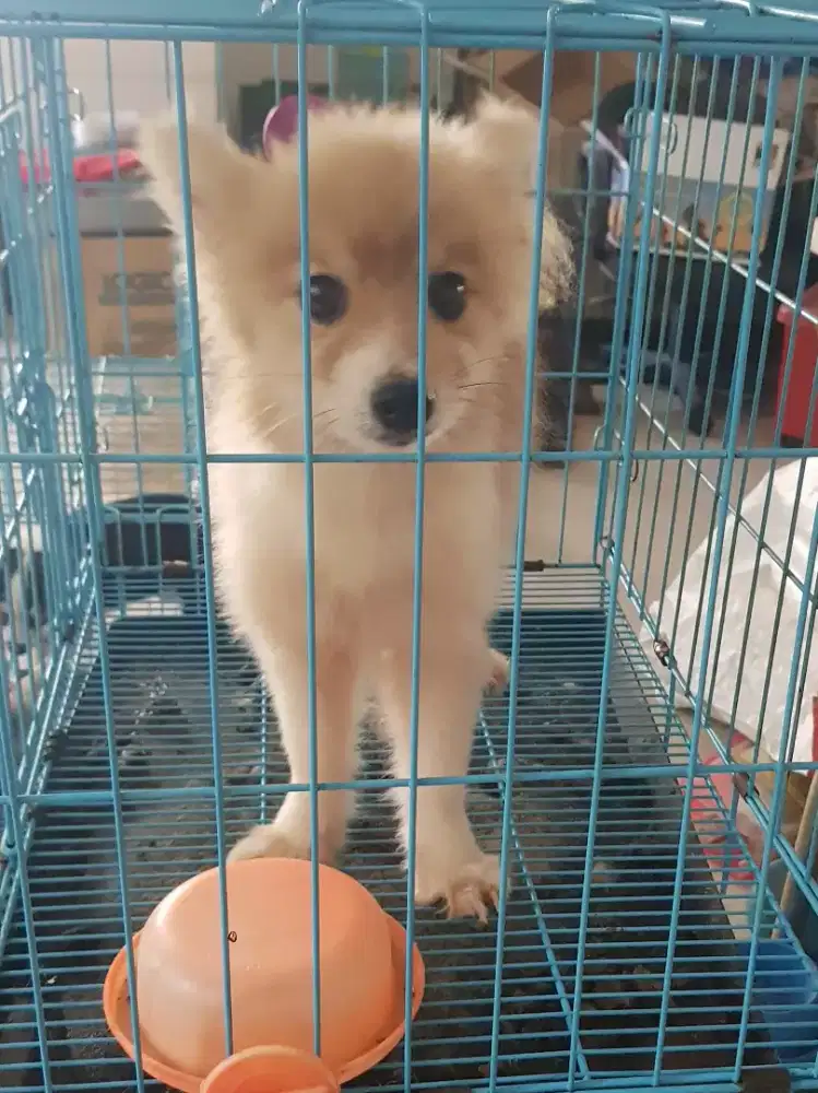 Pom Betina Particolor