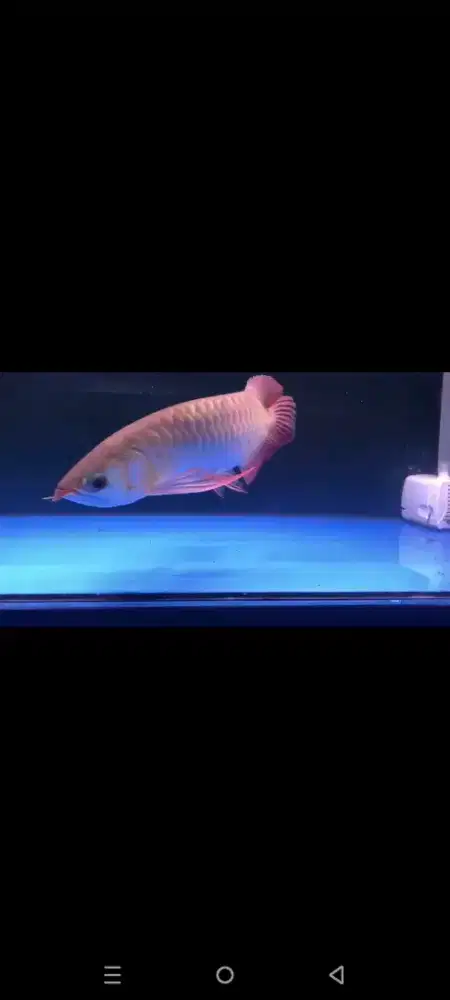 Super red 40-45cm ajib gen mantap