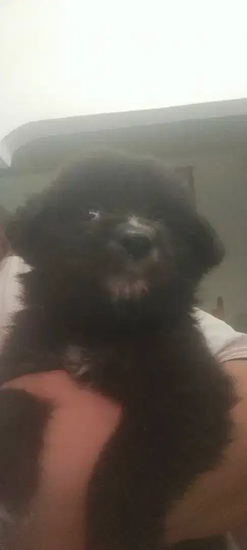 Anak anjing mix Maltese