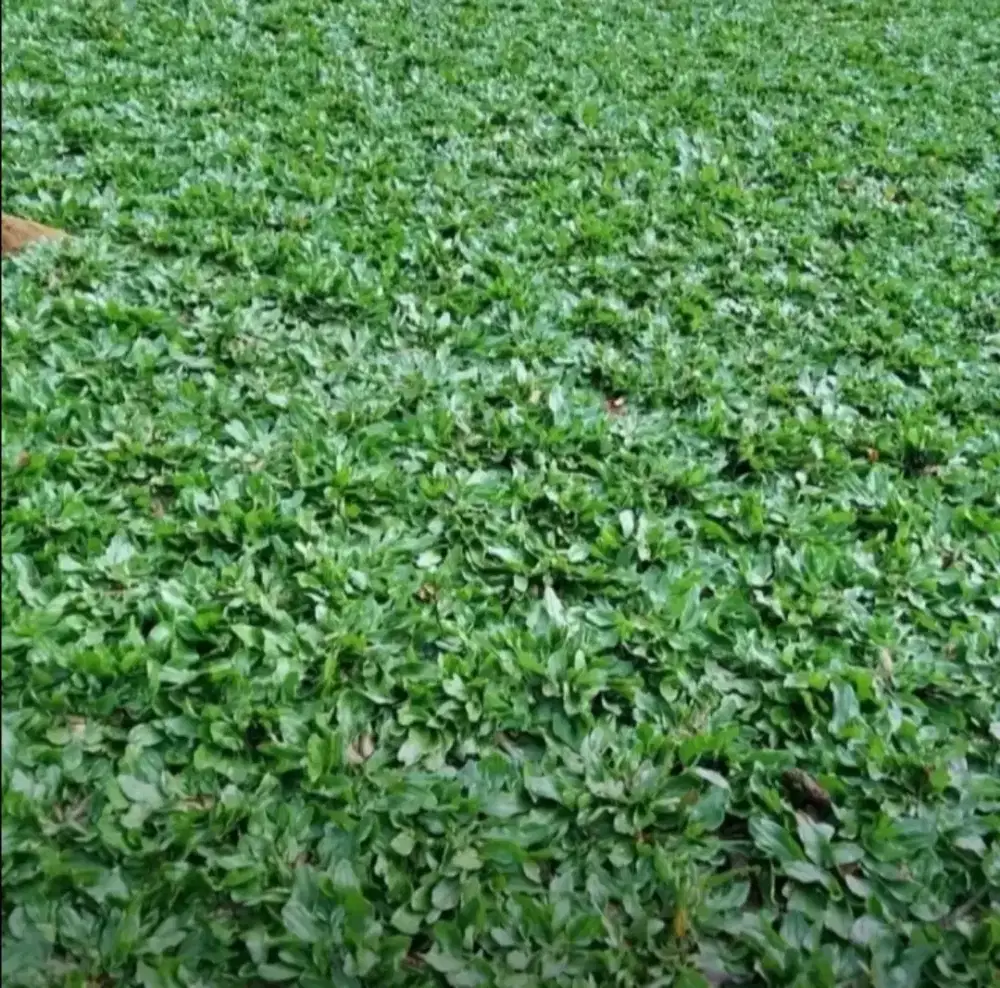 Jual rumput gajah mini
