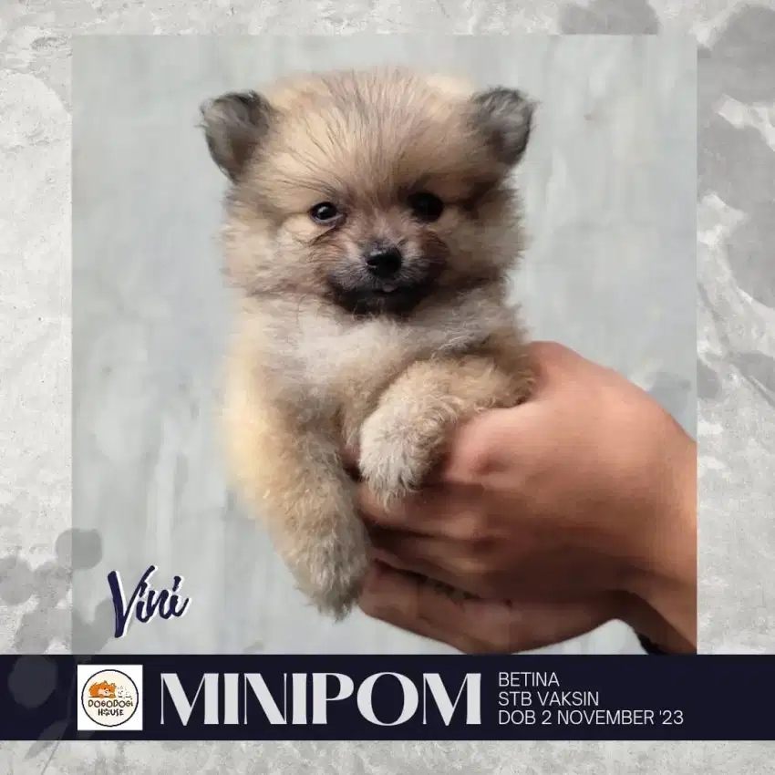 Minipom stambum microchip