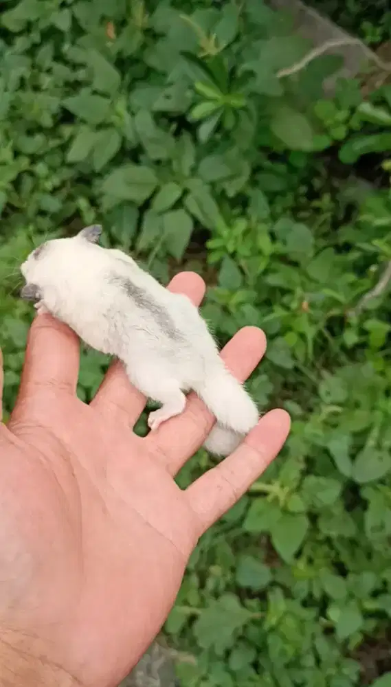 platmoz ph cream betina