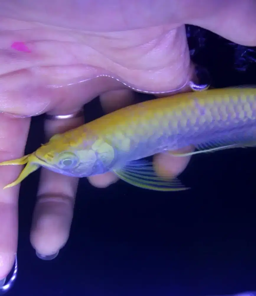 Arwana silver albino