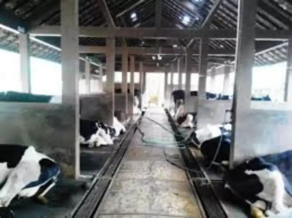 Alas tikar lantai sapi tebal