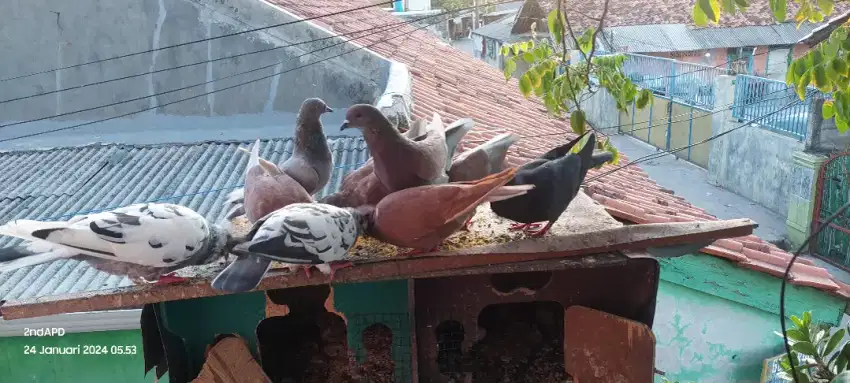 Anak burung merpati