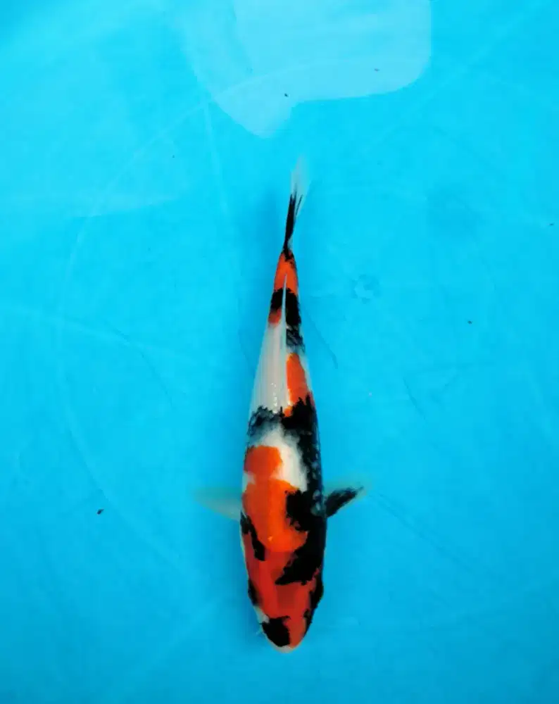 ikan koi showa sanshoku