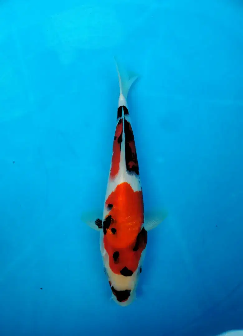 ikan koi showa sanshoku