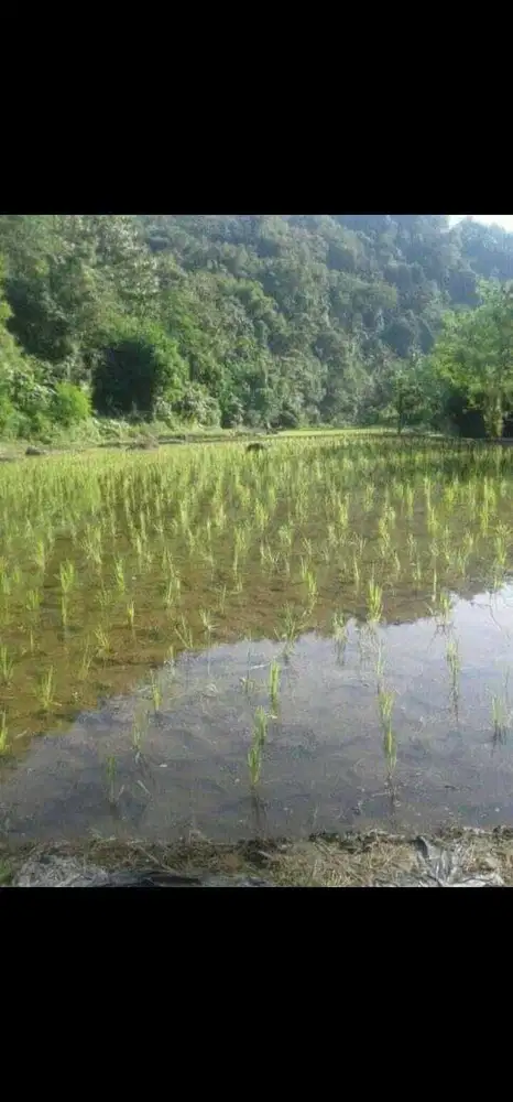 Kebun Dijual Tanah Cari Tanah Murah Di Indonesia Olx Co Id