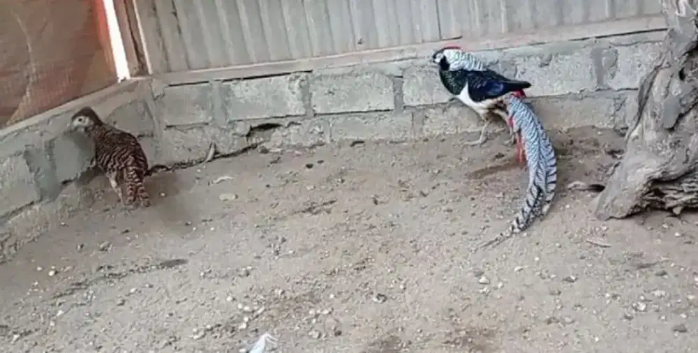 Ayam lady amhers pheasant induk sepasng