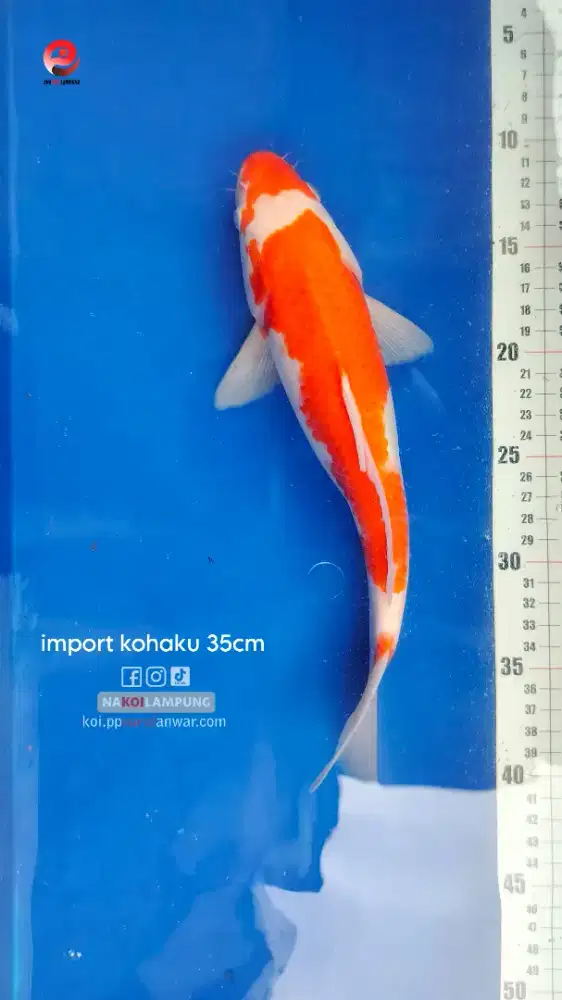 Koi Import Kohaku utsuri
